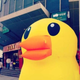 Image for article titled In China, There Are Too Many Giant Rubber Duck Rip-Offs